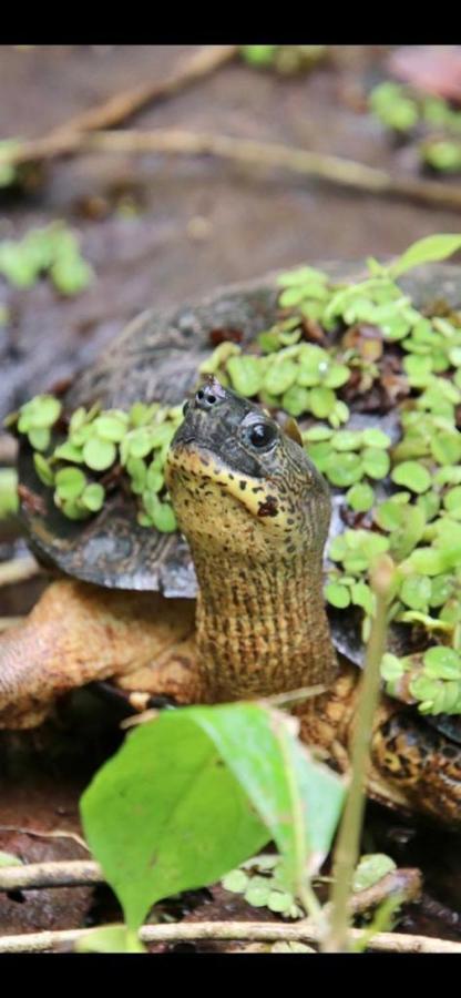 Cabinas El Muellecito Hotel Tortuguero Kültér fotó