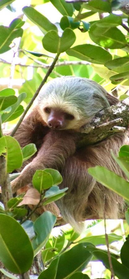 Cabinas El Muellecito Hotel Tortuguero Kültér fotó