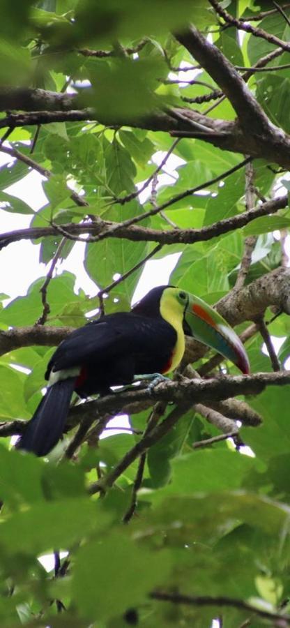 Cabinas El Muellecito Hotel Tortuguero Kültér fotó